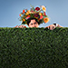 Book Albert Herring Tickets